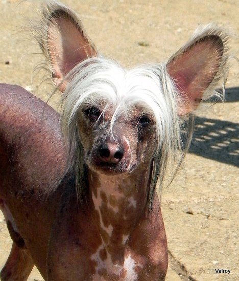 Konishiki Woody Jw. Sh CM