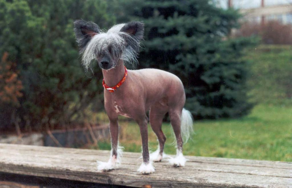 Aranka od Sv. Linharta