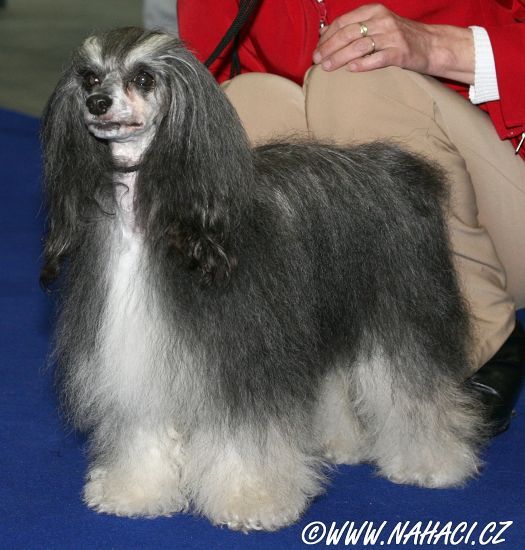 Adelka od Zlateho Moku 