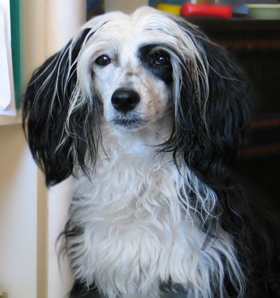 Rahel Väike Vapustus