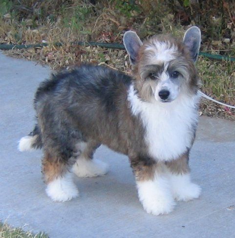 Shida Nutter Butter at Windsong