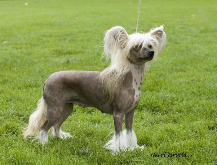 Hebblas Velvet Verona