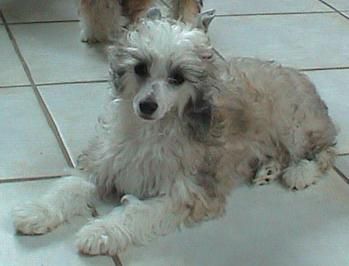 Magic Carpet's Emma Baby Girl