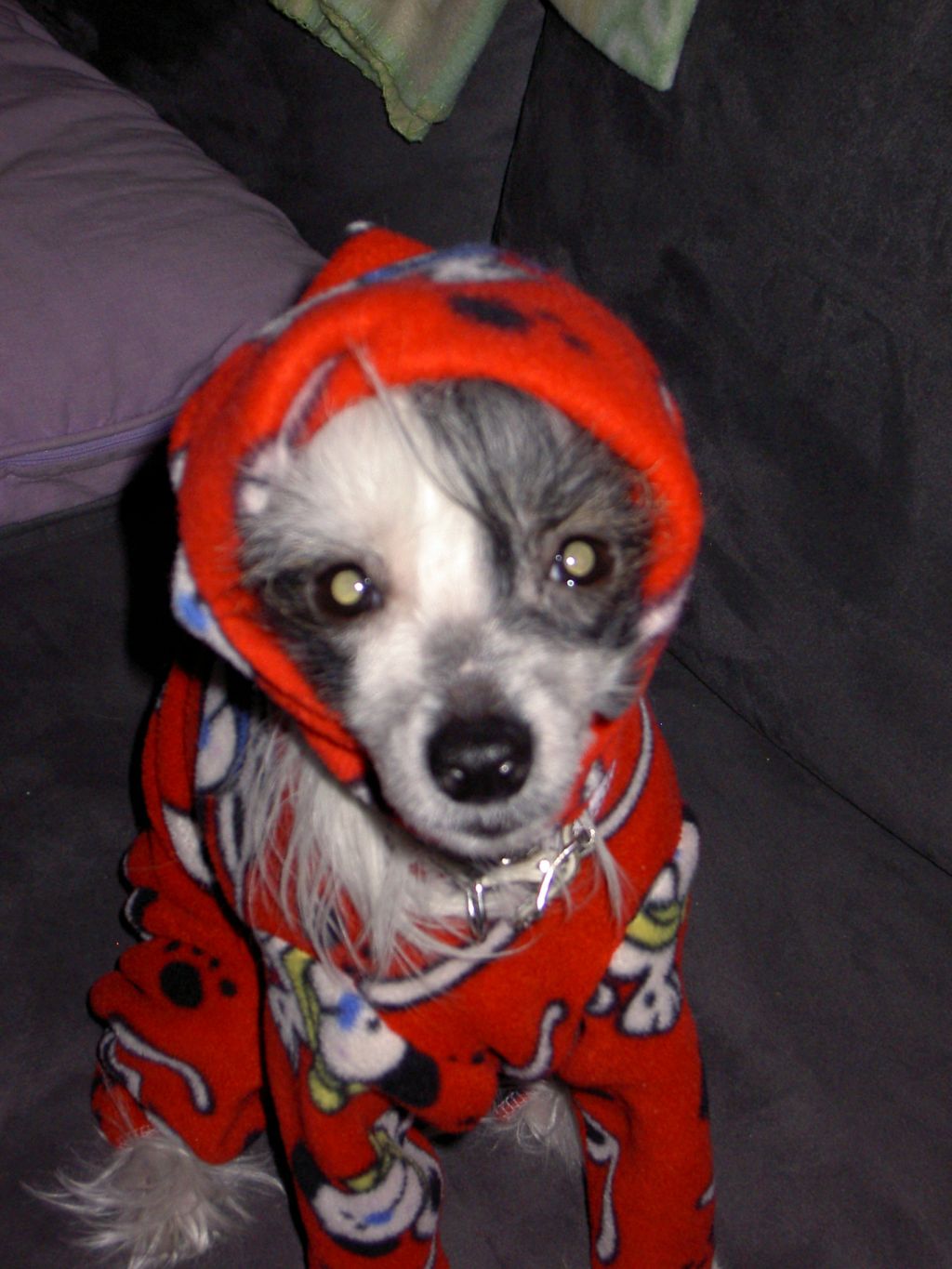 Tippytoes Pumpernickel