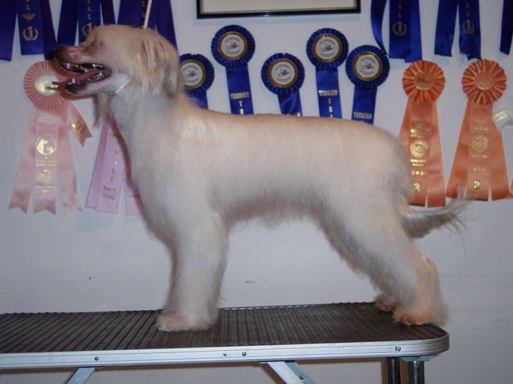 JRF Zable OnMy Table V Crestyle  