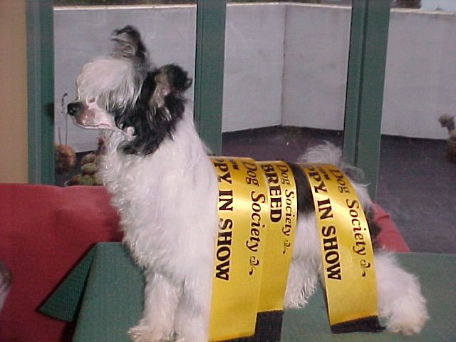 Koreke Litah Janus with Xioma