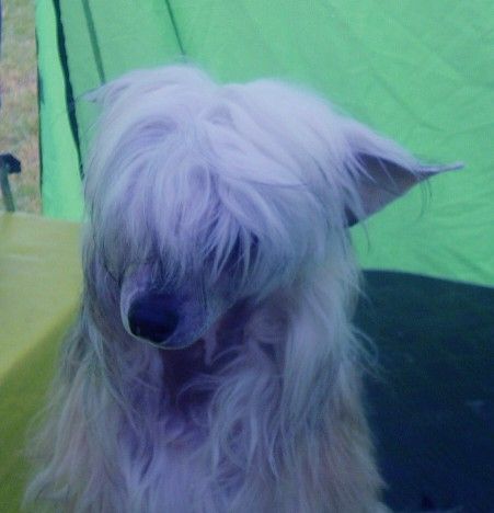 Casa del Caboom's Amber