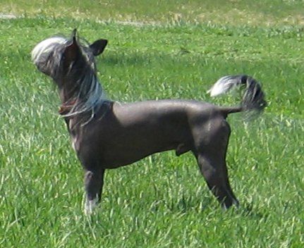 Razz Raccoon the Rascal Gardine