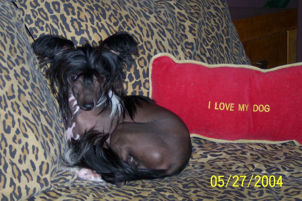 Hairicane All Shook Up