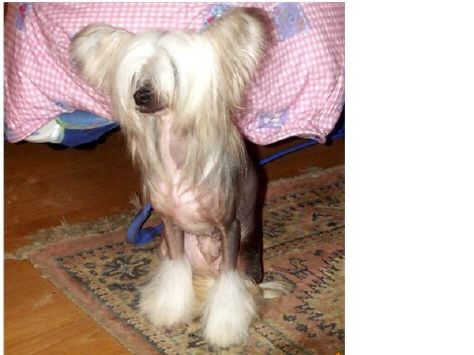 Liddyleaze Carbon Blue Lady