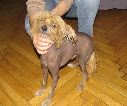 Tomus od Zbojnika Ondraszka