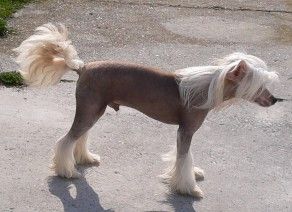 Valentino Gold Od Chlpiku