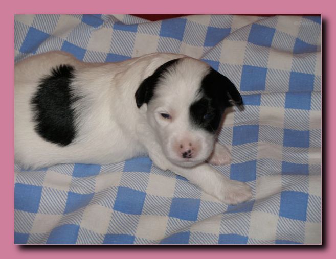 Cezarion Romulus Wielki Galus