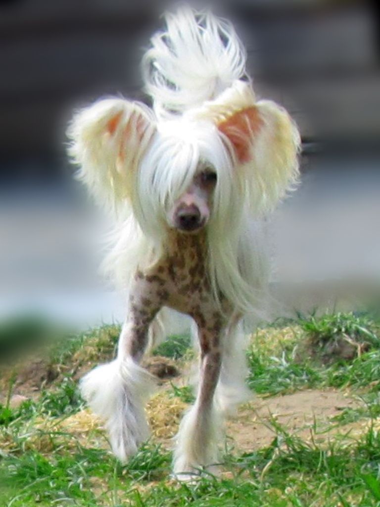 Flirting Boy von Shinbashi