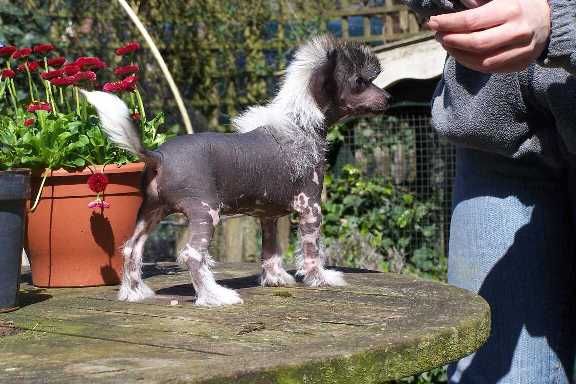 Skipperdale Centerfold