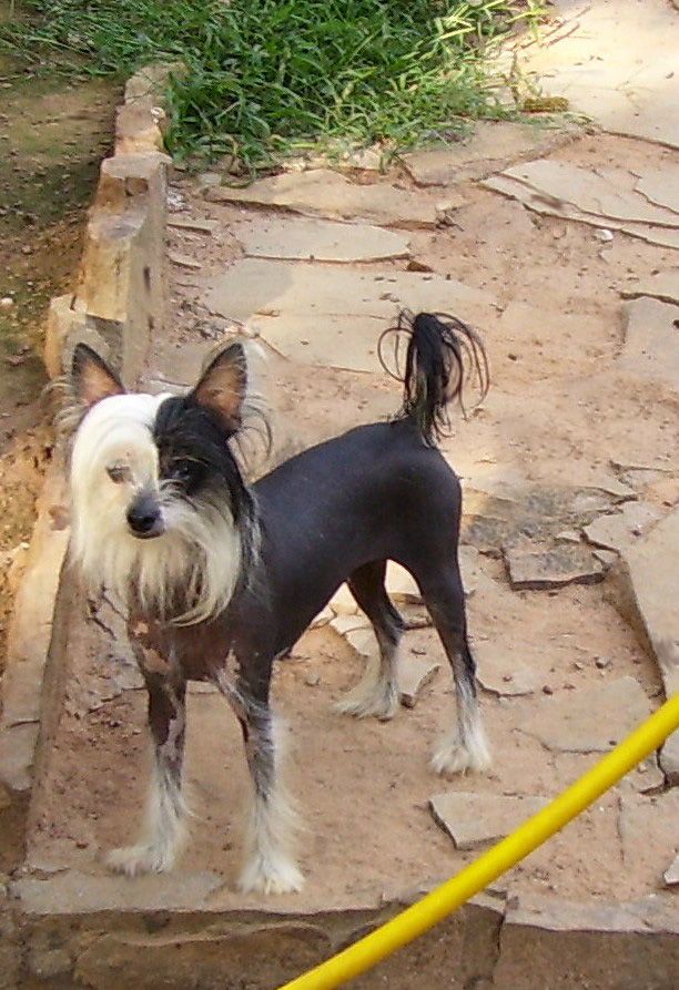 Rainbo's Jasper's Destiny