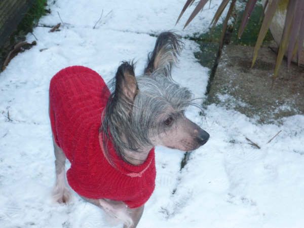 Tamarsh Is This Love