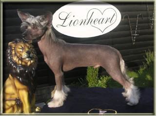 Lionheart Kwarterback Zakk