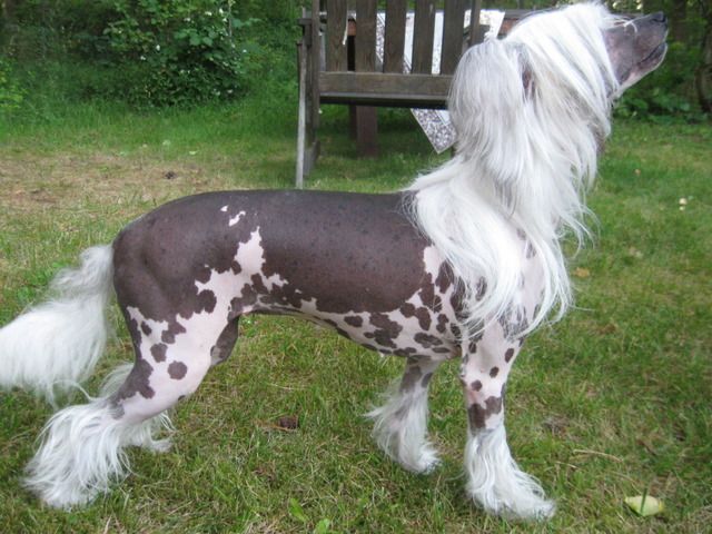 Belshaw's Sweet Honesty