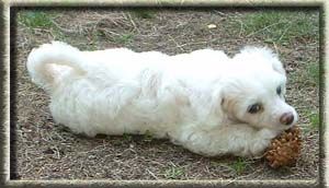 Princess Leia's Jumpi'n At Shadows