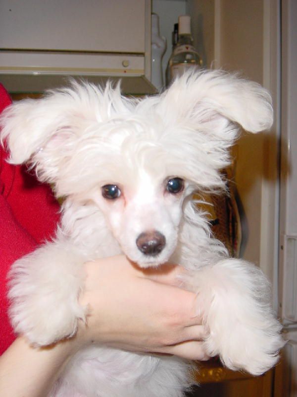 Zhannel's Ting-A-Ling