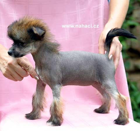 Honey Conny Pupo-Haichi