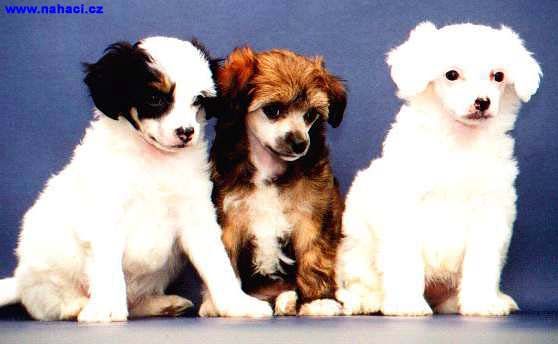 Felicita Pupo-Haichi 