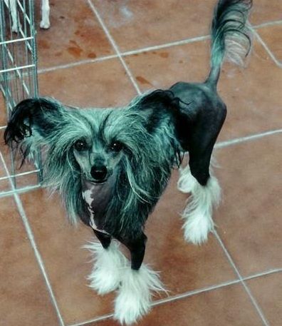 Asia-Smolka du Domaine de L'Hirondelle