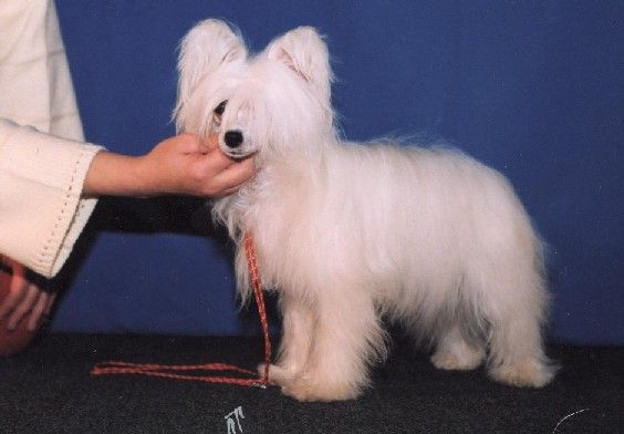 Tamerlan Beshtau Platina