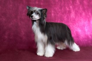 Vivat Sanraiz Ja Solo Sensation