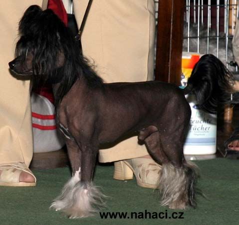 Boston z Kamilkové zahrady