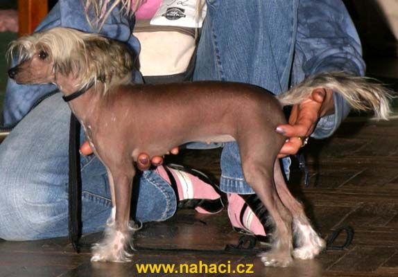 Dulcinea Kalis z Treste