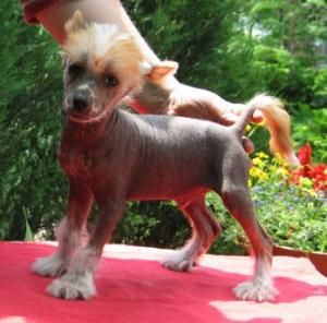 Edison z Gangu Lysych