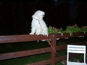 Alutek z Gangu Lysych