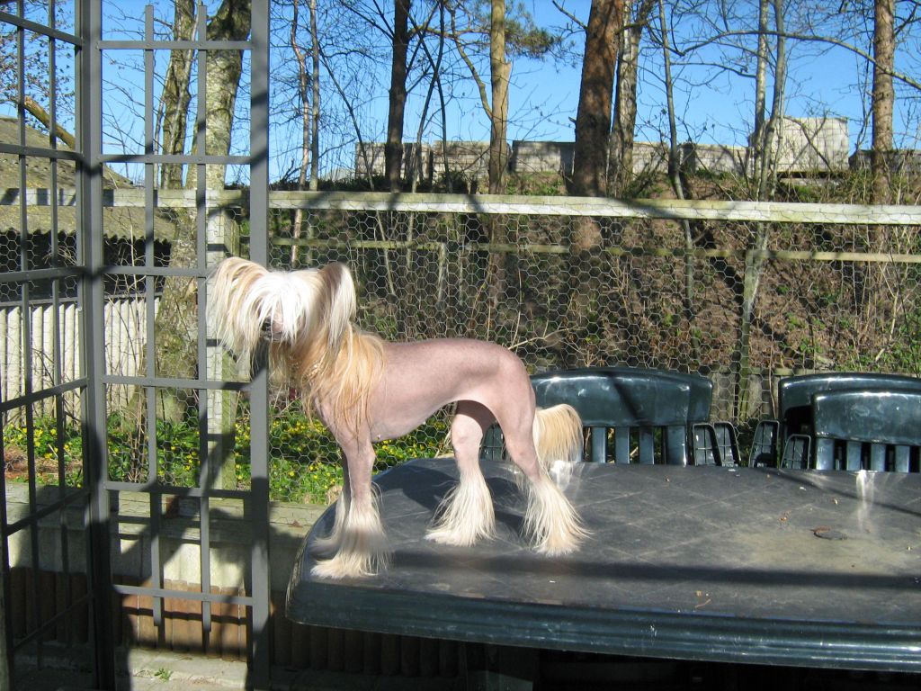 My Longtime Companion Yoko