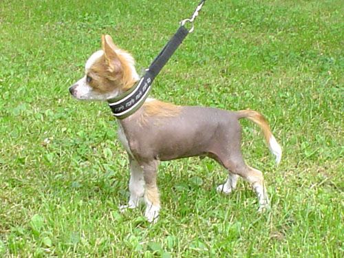 Candy Queen's Eye Of The Tiger