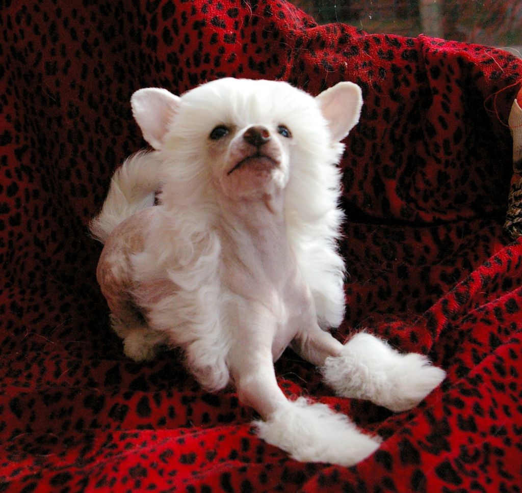 With Glam von  Shinbashi