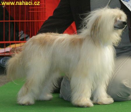 Aren Zo Csamoro Al Maarii Sapphire