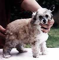 Oriental Jokes Rock n' Roll