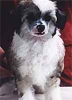 Oriental Jokes Rock Folly