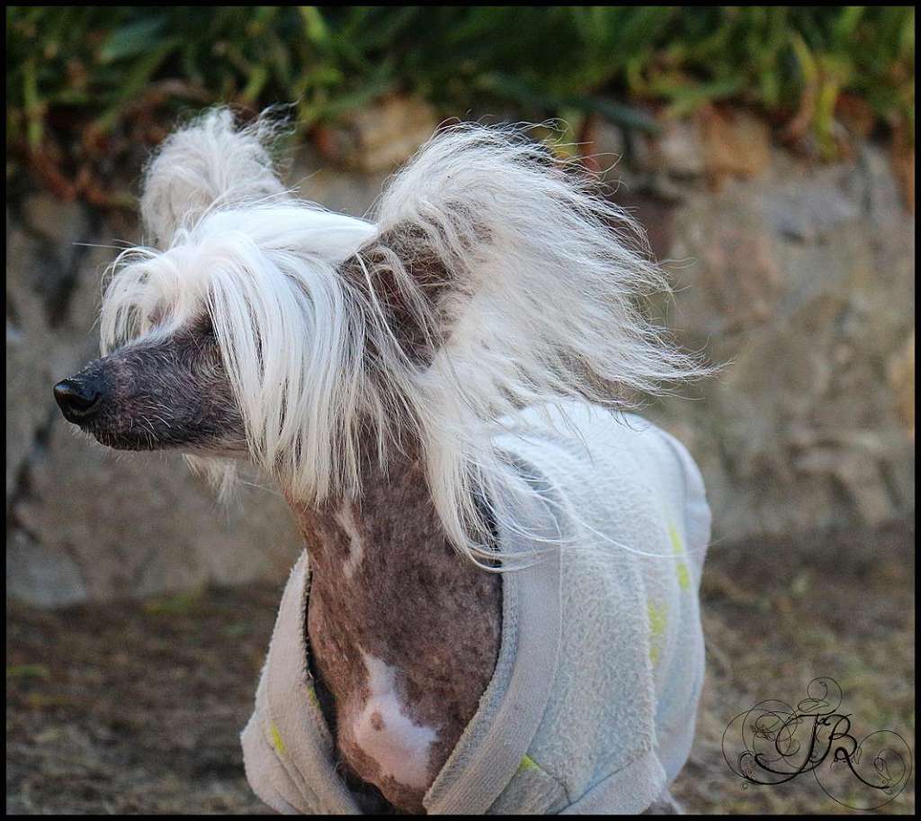 Ulysse du Trou de Granit