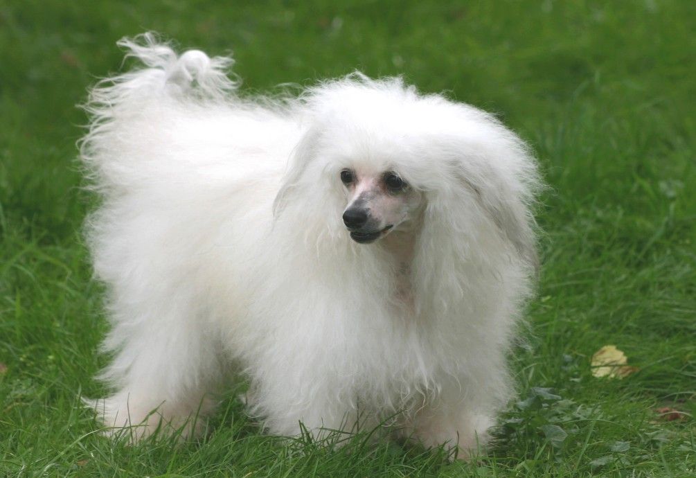 Shalico of Shenandoah Creek