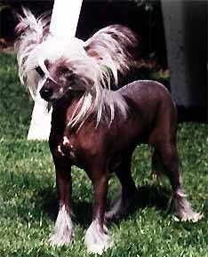 Oriental Jokes Pop Lover