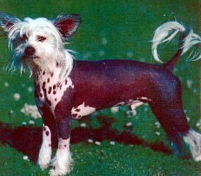 Ewai Djin du Gue de Launay