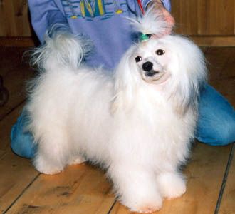 Oriental Jokes Anubis