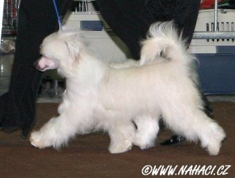 Designer Top Model de Rama