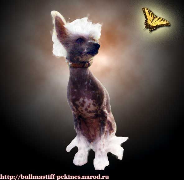 Samarskiy Samotsvet Uliana