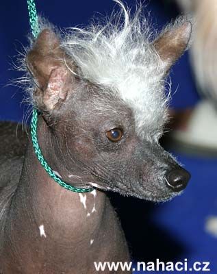 Accord Sunny od Bile lane