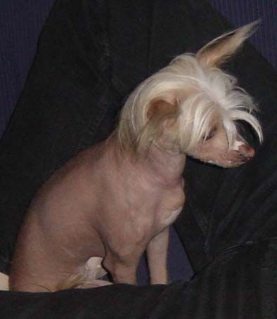 Anuschka Garden Roses