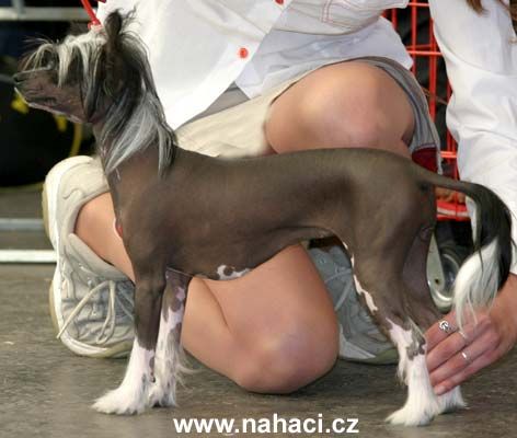 Baarea Magni-Loquentia